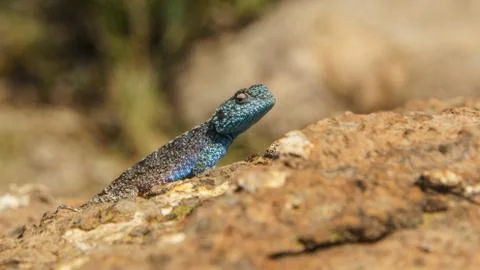 Blue lizard Stock Photos