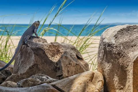 Blue lizard in pose for camera. Stock Photos