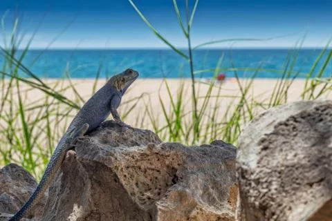 Blue lizard in pose for camera. Stock Photos