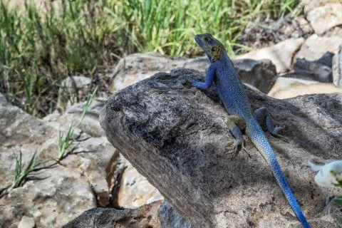 Blue lizard in pose for camera. Stock Photos
