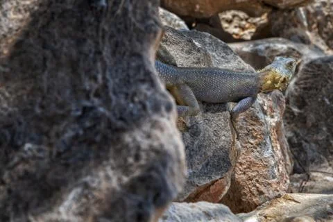 Blue lizard in pose for camera. Stock Photos