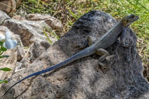 Blue lizard in pose for camera. Stock Photos