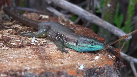 Blue lizard resting on mossy log in tropical rainforest, wildlife closeup scene Stock Footage 339489065