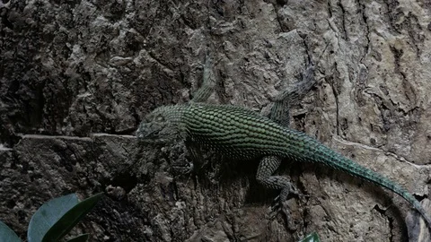 Blue lizard on the rock wall Video stock 74874203