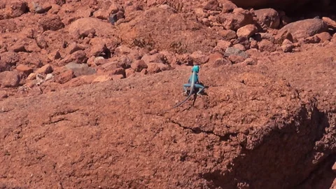 Blue lizard standing at stone during hot summer day. Video stock 228653950