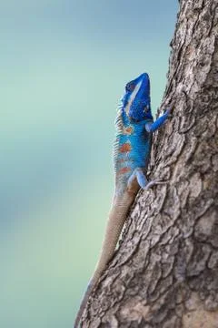A Blue Lizard on the tree Stock Photos