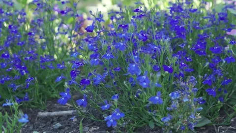 Blue Lobelia Stock Footage 246497789