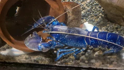 Blue lobster close view background. Big lobster moving at the bottom of the.. Stock Footage 277577704