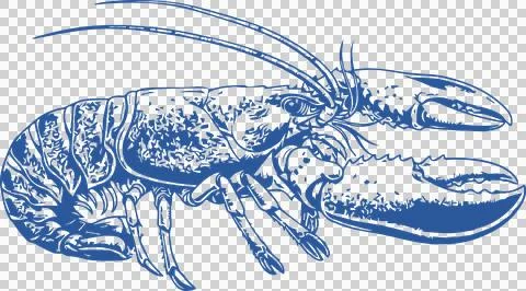 Blue Lobster Drawing Sideview Vector – Detailed Seafood Illustration Stock Illustration