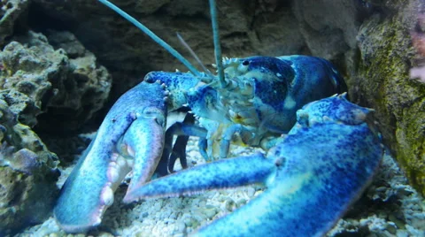 Blue lobster moving 스톡 동영상 66234008