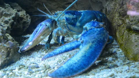 Blue lobster moving Video stock 66234264