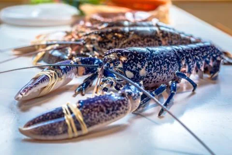 Blue lobster Stock Photos