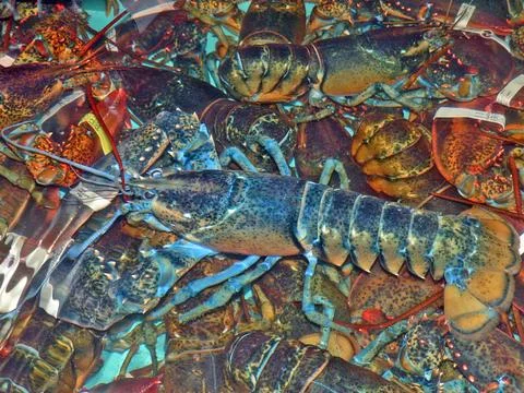 Blue Lobster Stock Photos