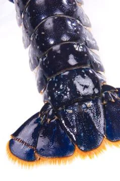 Blue lobstrer tail Stock Photos