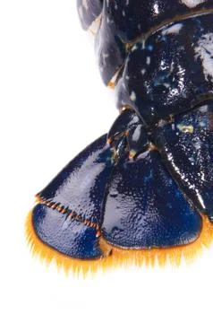 Blue lobstrer tail Stock Photos