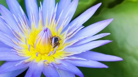 blue Lotus flower background | Stock Video | Pond5