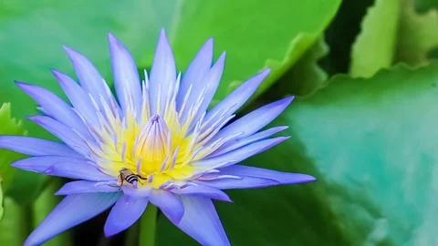 Blue Lotus flower background Stock Footage 77621917