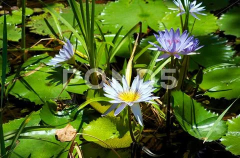 Blue lotus flowers or water lilies Stock Photos