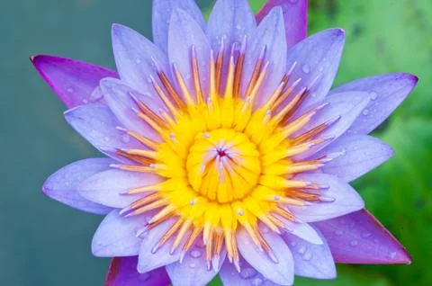 Blue lotus, Stock Photos