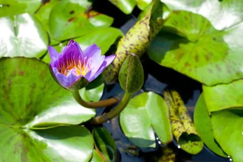 The blue lotus. Stock Photos