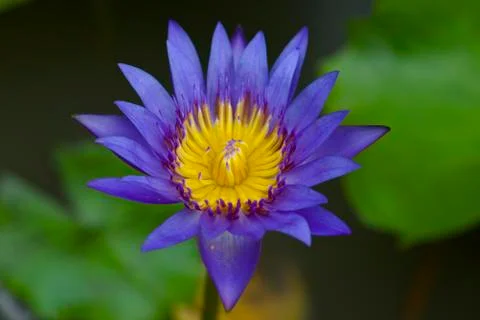 Blue lotus Stock Photos