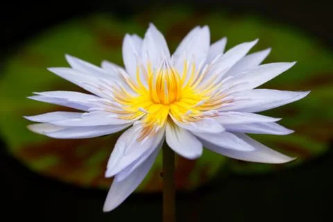 Blue lotus Stock Photos