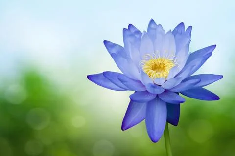 Blue lotus on spring background Stock Photos