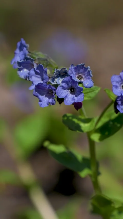 Blue lungwort flowers in forest vertical 4k Stock-Footage 334675129
