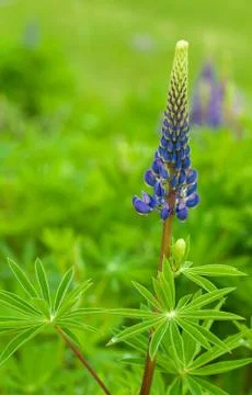 Blue lupin Stock Photos