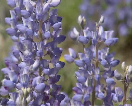 Blue Lupine in bloom- close up. Stock Footage 21931773