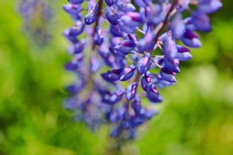 Blue lupins Stock Photos