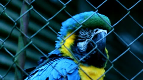 Blue Macaw 9648 Stock Footage 26149321
