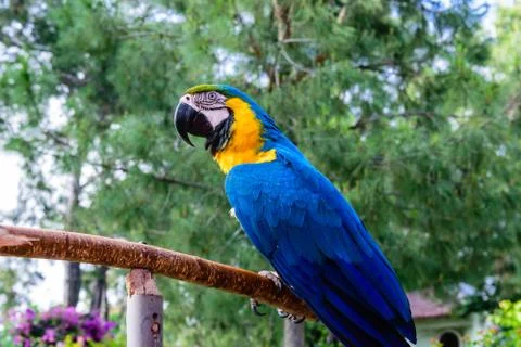 Blue macaw on a background of trees. Stock Photos