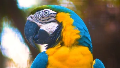 A blue macaw bird from Amazon Forest, Brazil (4K Ultra HD Shot). 库存影片 116908494