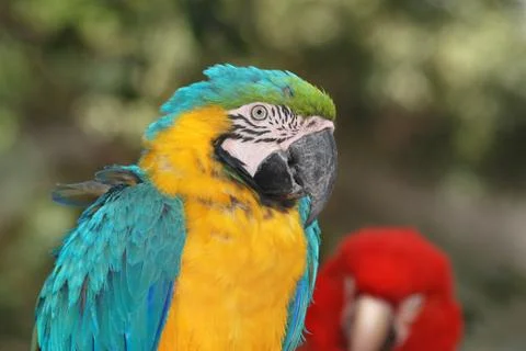 Blue macaw bird Stock Photos