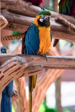 Blue macaw called Blue throated macaw on perch Stock Photos