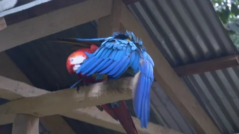 Blue macaw in captivity cleans its feathers on nature reserve in Colombia Stock-Footage 109077338