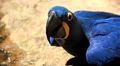 Blue Macaw drinking water. Brazil. Arara. Parrot Native to South America. HD Footage