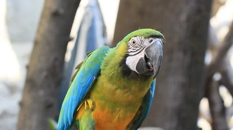 Blue Macaw Stock Footage 40366793