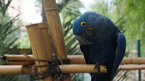 Blue macaw Stock Footage 137655758