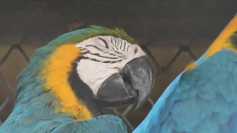 Blue Macaw head close up Stock Footage 79501391