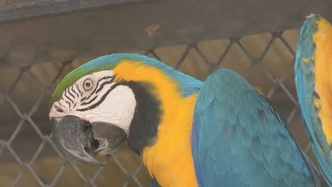 Blue Macaw head Stock Footage 79596797