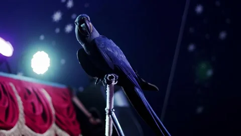 Blue macaw parrot perched on stand, looking at camera, performing on circus Stock Footage 342231060