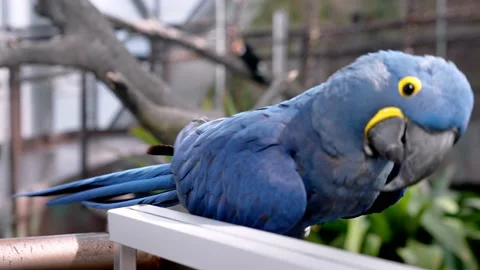 Blue macaw parrot perched on wire fence in the green planet zoo. Stock Footage 199693599