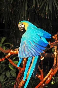 Blue macaw parrot Foto stock