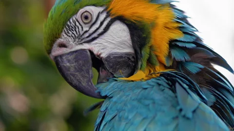 Blue Macaw Parrot Stand On A Tree Of A Zoo Stockbeeldmateriaal 268565322