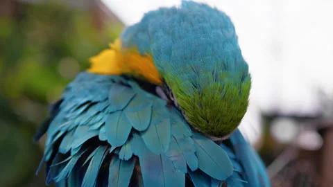 Blue Macaw Parrot Stand On A Tree Of A Zoo Stock-Footage 272313648
