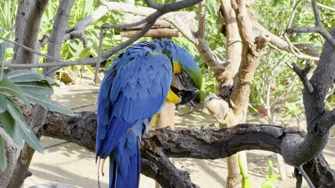 A blue Macaw parrot standing on a tree b... | Stock Video | Pond5