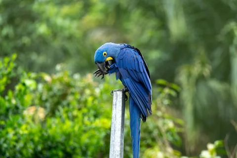 Blue macaw perches on a pole Stock Photos