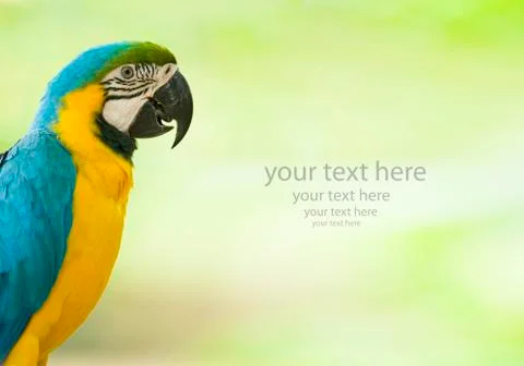 Blue macaw Stock Photos